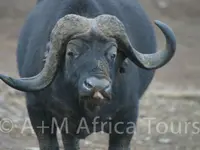 A + M Africa Tours GmbH