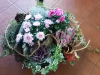 Fiori Mela Sagl