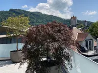 Kummer Gartenbau - Pflanzenoase