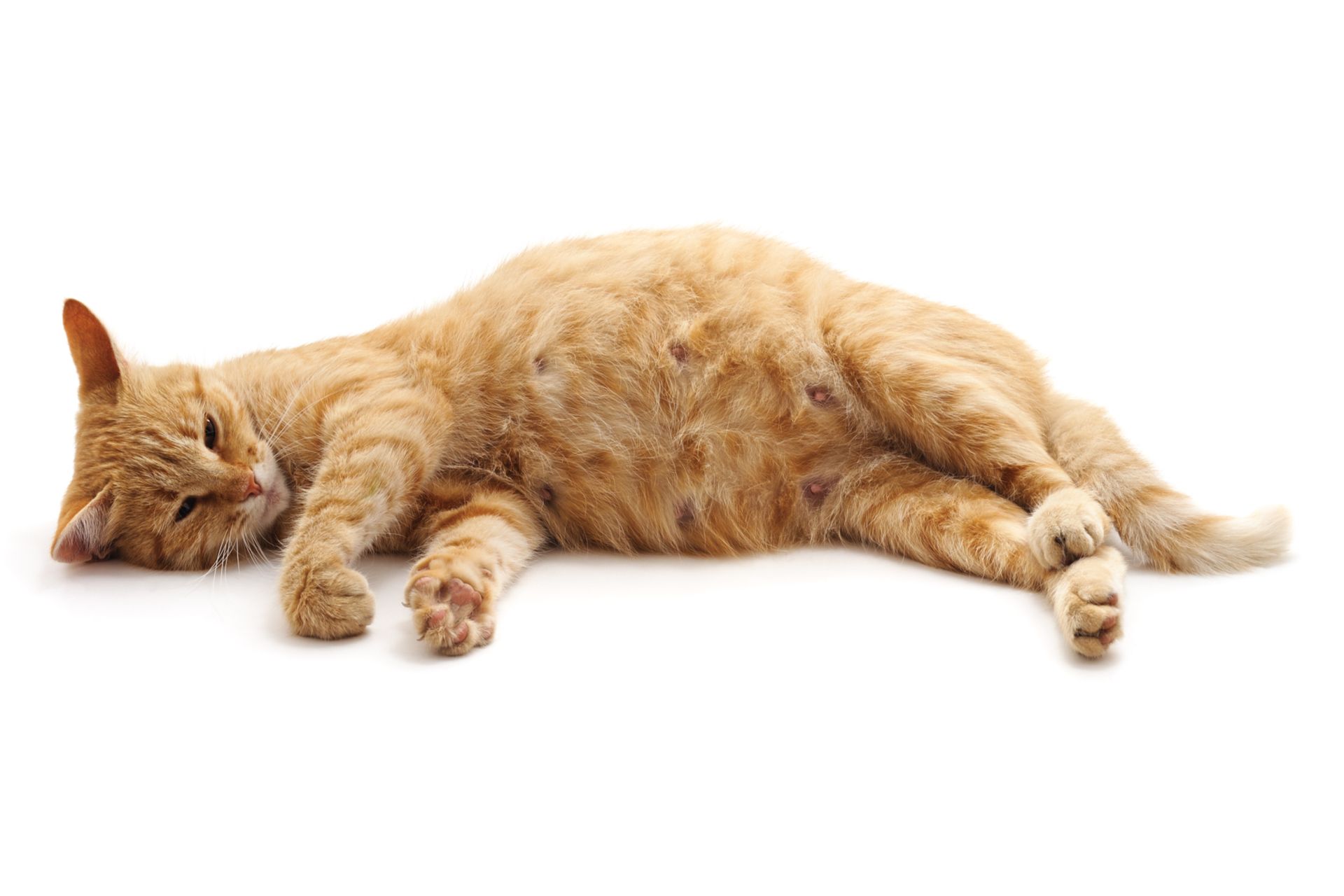 trachtigkeit der katze erkennen und begleiten