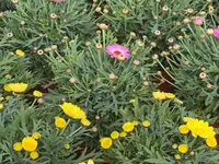 A. Pinto Fleurs