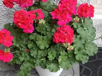 Schwab Fleurs SA