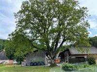 ihrbaum.ch - Klicken Sie, um das Bild 6 in einer Lightbox vergrössert darzustellen