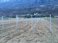 Agrotomato SA