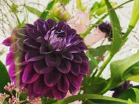 Blumen Röthlin