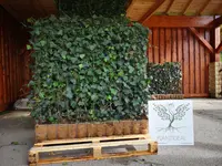 PLANTiDEAL, sourcing de plantes & conseils jardin