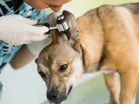 Hundesalon Pet Cut's - Klicken Sie, um das Bild 6 in einer Lightbox vergrössert darzustellen