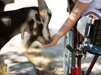 Ther'animal - Klicken Sie, um das Bild 1 in einer Lightbox vergrössert darzustellen