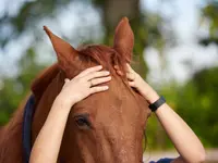Ostéopathe animalier - Mélissa CHAVANNE (Cheval | Chien | Chat | Nac)