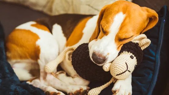 Erstausstattung Hund