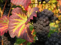 Weingut Jürg & Daniela - Klicken Sie, um das Bild 6 in einer Lightbox vergrössert darzustellen