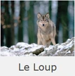 Le Loup