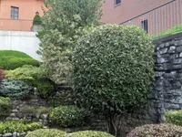 Vivai San Martino