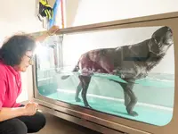 Hund in Balance Hundephysiotherapie