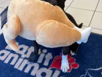 Battito Animale di Mara Maccagnan