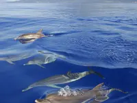 Le Goût du Voyage