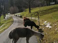 Alpaka Trekking Balmberg Tannenheim - Klicken Sie, um das Bild 10 in einer Lightbox vergrössert darzustellen