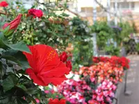 Blumen Eichenberger Oberrieden - Klicken Sie, um das Bild 8 in einer Lightbox vergrössert darzustellen