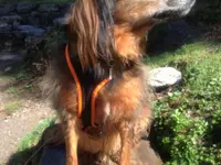 Hunde-Schule Manuela Albrecht