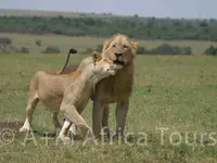 A + M Africa Tours GmbH