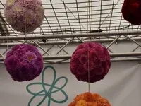 Blumen Zweerus