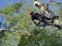 Baumkönig Zahno Patrick - Klicken Sie, um das Bild 1 in einer Lightbox vergrössert darzustellen