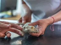 Tierklinik Rhenus AG - cliccare per ingrandire l’immagine 9 in una lightbox