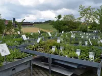 Wildpflanzengärtnerei Flora di Berna
