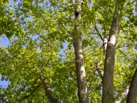 Les Artisans de L'Arbre Sarl