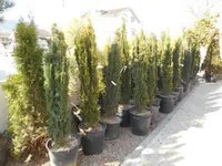 BEDRI GMBH