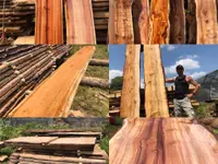Pasinelli cura alberi Sagl