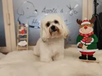 Agota's Hundesalon