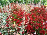 Gander Gartenbau