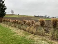 Sommer Gartenbau GmbH - Klicken Sie, um das Bild 1 in einer Lightbox vergrössert darzustellen