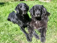 Nimalik Hundeschule & Hundepension