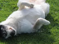 Hunde- & Katzenpension Röti