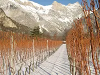 Weingut Jürg & Daniela - Klicken Sie, um das Bild 8 in einer Lightbox vergrössert darzustellen