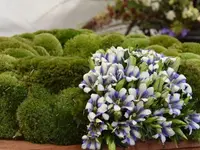 Blumen Zweerus