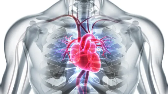 Gut für Herz, Kreislauf und Kondition