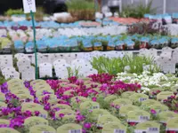 Blumen Specker
