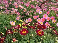 A. Pinto Fleurs