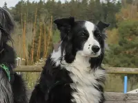 Hundeschule Guggisberg - Klicken Sie, um das Bild 2 in einer Lightbox vergrössert darzustellen