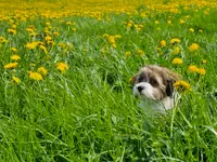 Hundeschule Barts - Klicken Sie, um das Bild 2 in einer Lightbox vergrössert darzustellen