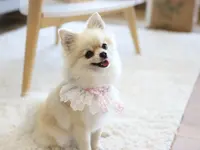 Hundesalon Wang Wuffi-Welt