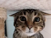 Studio Veterinario Ghiringhelli