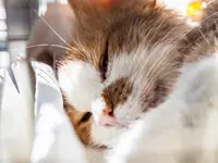 Tierklinik24