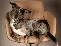 Odins Hundeschule