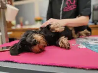 Agota's Hundesalon