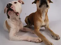 Hundeschule DOGS4LIFE.CH