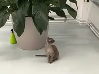 Katzen-Praxis.ch